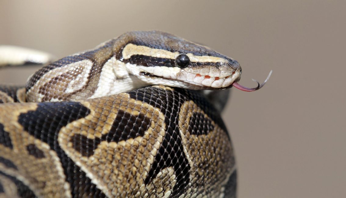 En annan pytonorm än de som såldes i Skåne. Arkivbild. Foto: Nick Ut/AP/TT