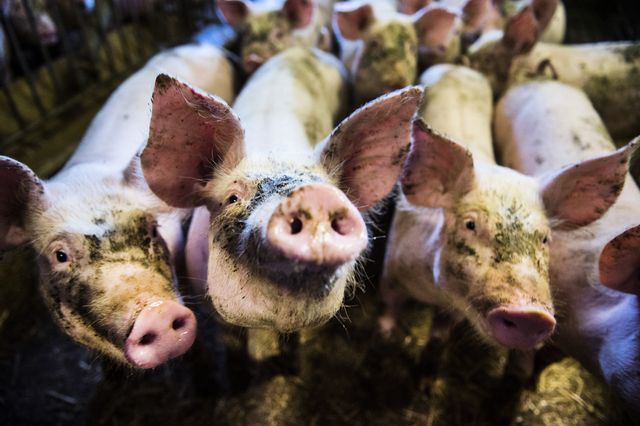 2|800 grisar har avlivats i Norge efter en foderskandal. Arkivbild. Foto: Emil Langvad/TT