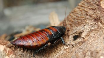 Madagaskarkackerlacka. Foto: Public Domain/Wikimedia Commons