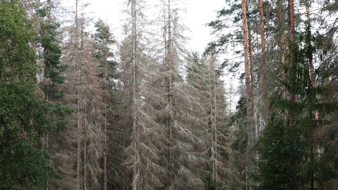 Granbarkborren dödar träden. Får de stå kvar sprids insekten vidare och dödar fler träd. Foto: Jeppe Gustafsson/TT