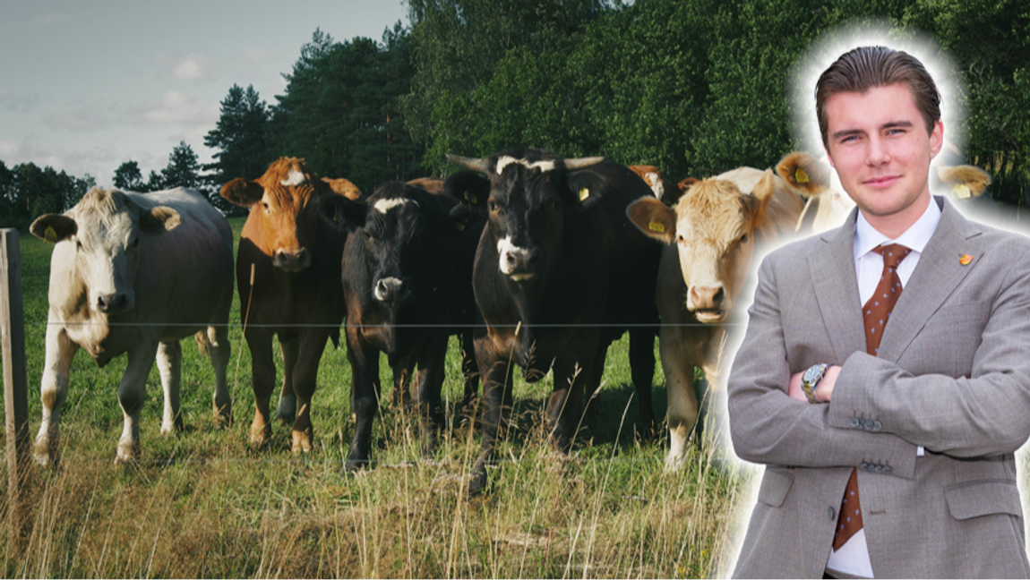 Kommer svenska kor på grönbete snart vara ett minne blott? Foto: Olivier Chatel, Unsplash