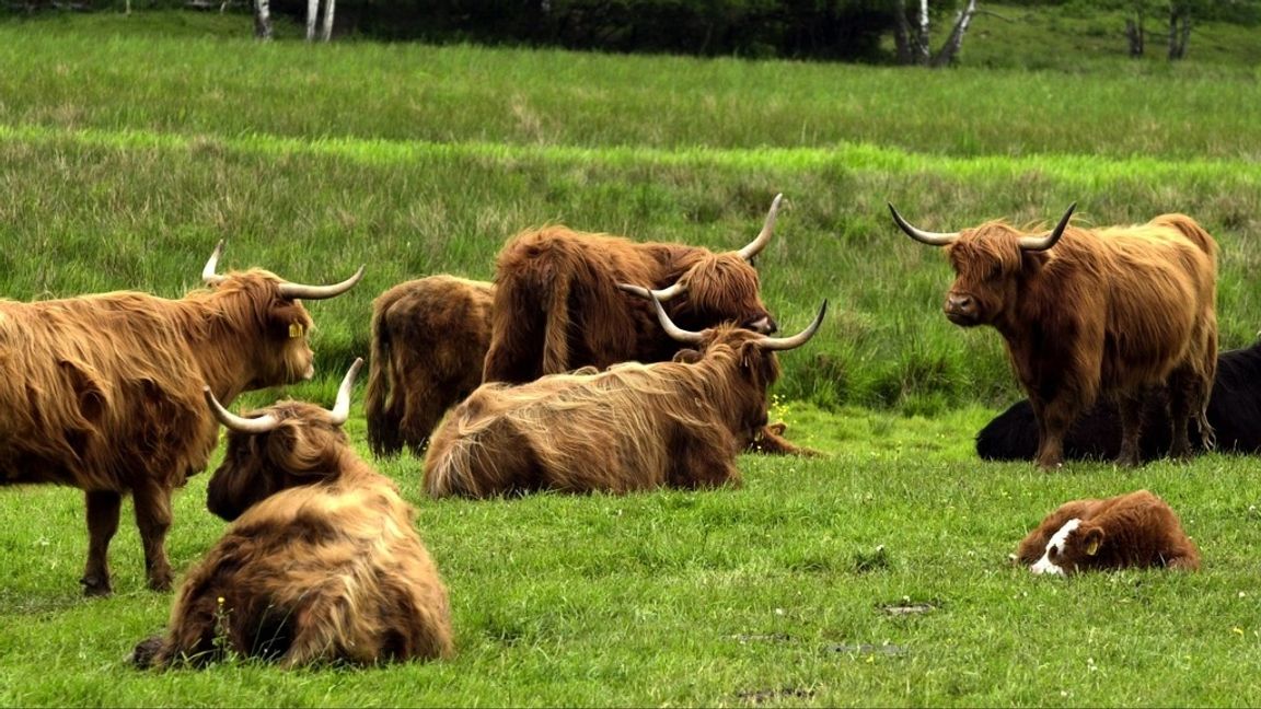 De skjutna tjurarna var av rasen highland cattle. Arkivbild. Foto: ANNA HÅLLAMS/TT