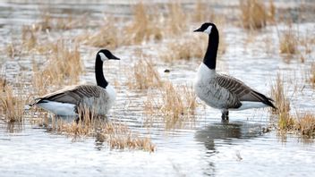 Kanadagäss sprider terror bland fotgängare i Stockholmsförorten. Foto: Henrik Montgomery/TT