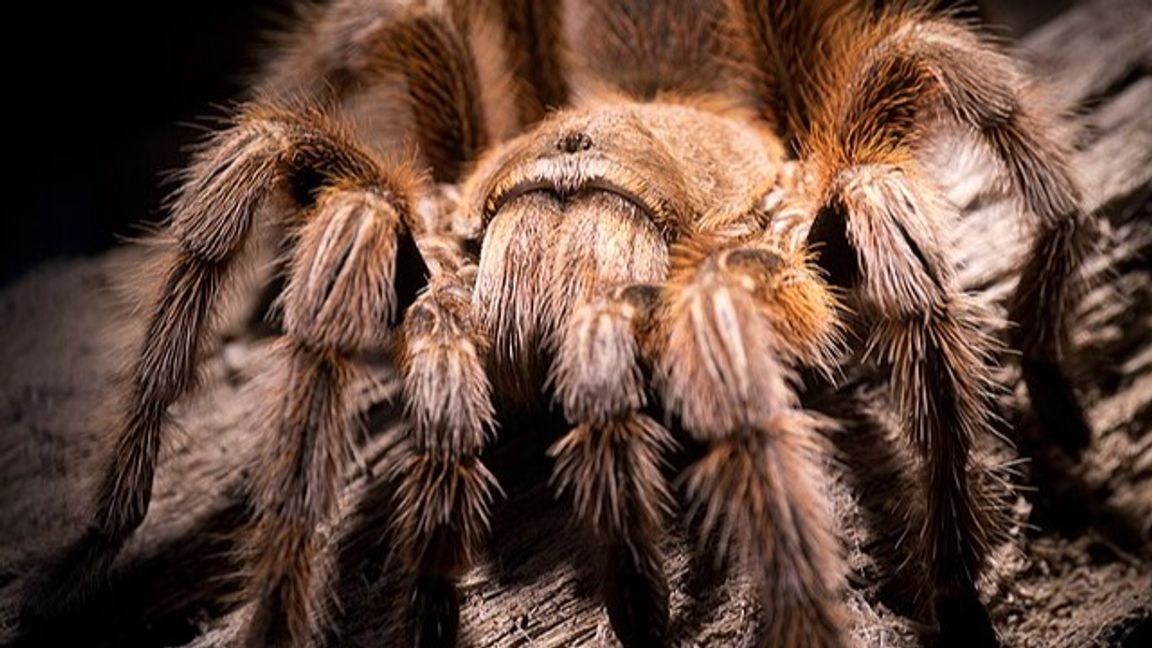 Foto: Ceving/CC BY 4.0