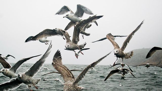 Foto: Frederic Täckström/Stilbildarna i Mölle.