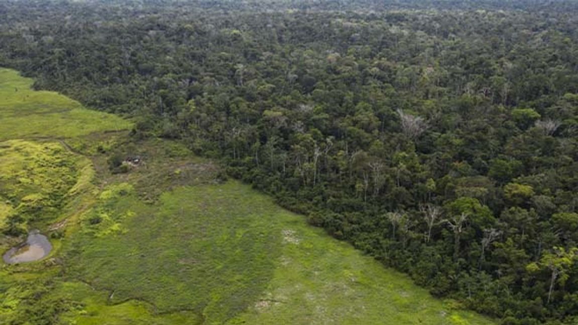 Avskogningen av Amazonas regnskog är omfattande. Här syns den skarpa gränsen mellan regnskog och avskogat område som används till boskapsrancher. Arkivbild. Foto: Rodrigo Abd/AP/TT