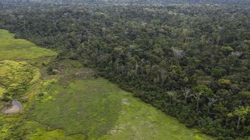 Avskogningen av Amazonas regnskog är omfattande. Här syns den skarpa gränsen mellan regnskog och avskogat område som används till boskapsrancher. Arkivbild. Foto: Rodrigo Abd/AP/TT