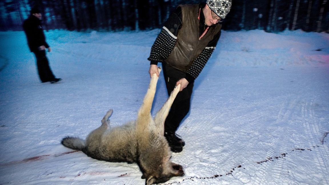 Vargjakten hamnar vid sidan av demokratin. Foto: Lars Pehrson / SvD / TT