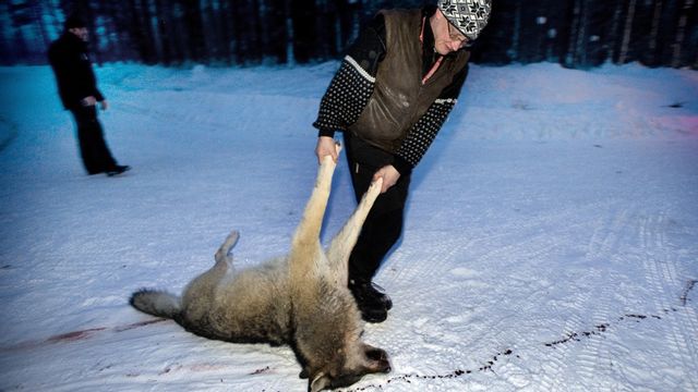 Vargjakten hamnar vid sidan av demokratin. Foto: Lars Pehrson / SvD / TT