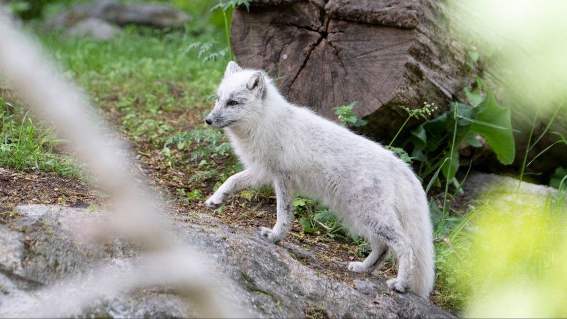 Fjällräven är bland de rödlistade arterna som riskerar att utrotas i Sverige. Arkivbild. Foto: HENRIK MONTGOMERY/TT