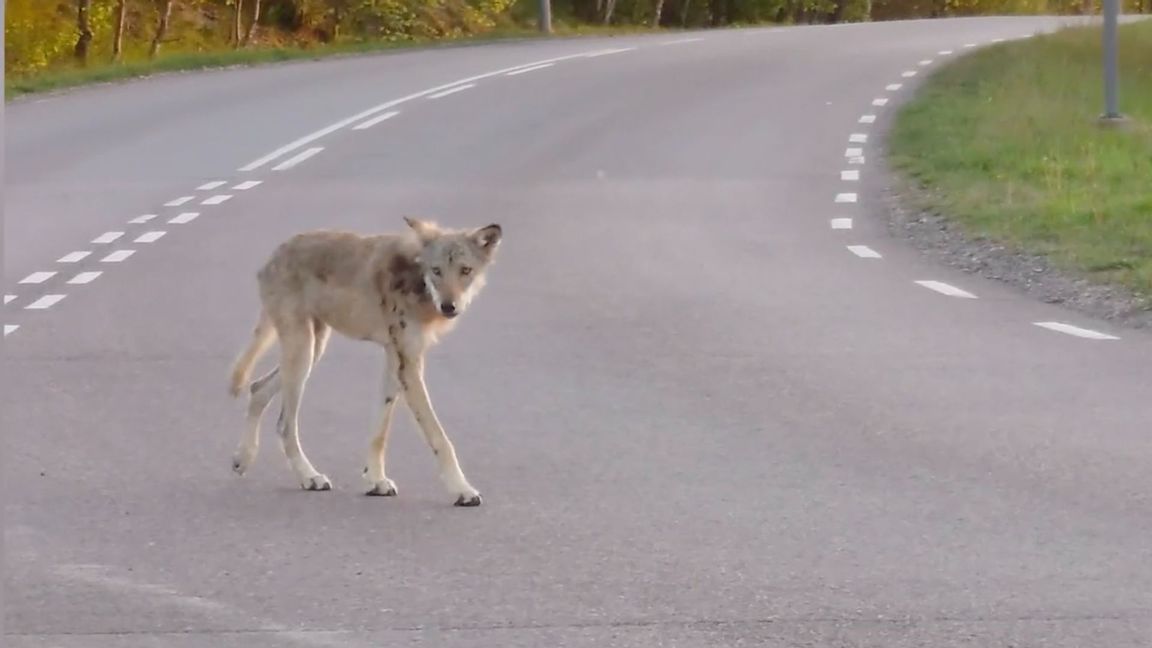 Vargen promenerar på en gata i Mölndal. Skärmavbild från video GP
