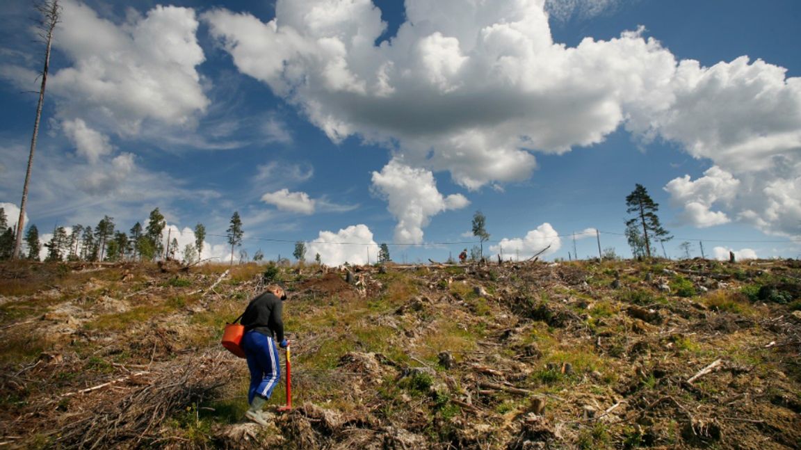Litauiska säsongsarbetare sätter tallplantor på ett hygge i Västerbotten. Arkivbild. Foto: Johan Gunséus/ TT