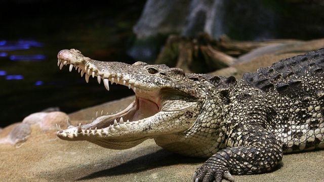 Foto: JONAS EKSTRÖMER / TT. 