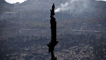 En skogsbrand i Portugal fick dem att bli rädda för sin framtid. Foto: Francisco Seco/TT 