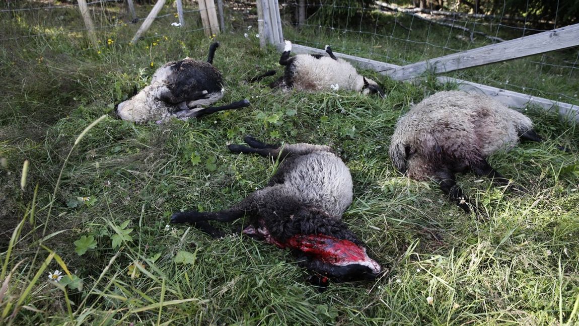 Vargattacker har länge plågat djurägare. Foto: Poppe, Cornelius/TT 