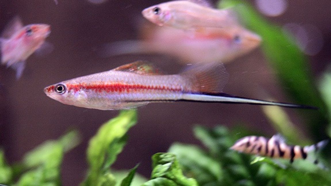 Foto: Henrik Montgomery/TT