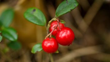 Antalet thailändska bärplockare har fallit med mer än 95 procent. Foto: Oscar Olsson/TT