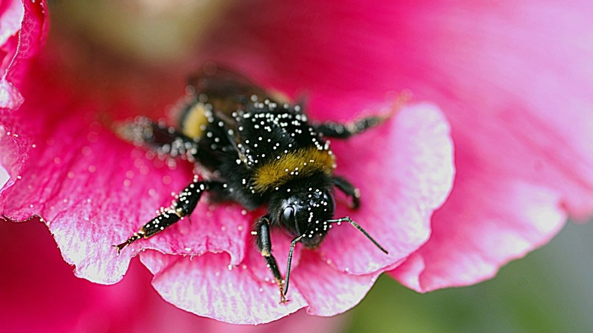 Håll utkik efter dessa.
Foto: Hasse Holmberg, FOTOGRAFERNA HOLMBERG