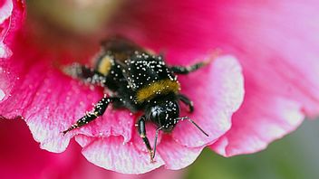 Håll utkik efter dessa.
Foto: Hasse Holmberg, FOTOGRAFERNA HOLMBERG