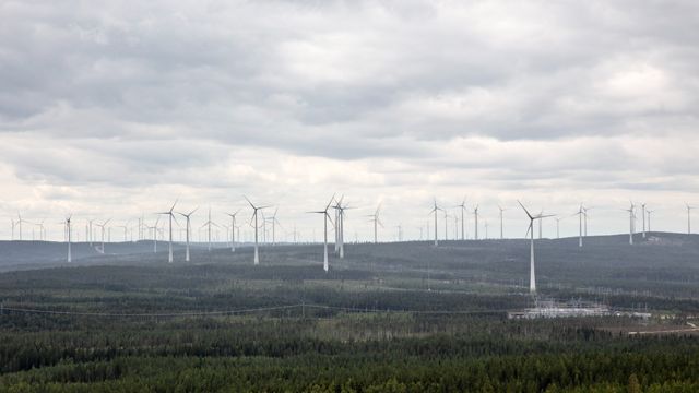 Vindkraftverk, här sedda från berget Kalahatten i Piteå kommun. Foto: Helena Landstedt/TT