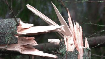 Södra skogsägarna ska göra en inventering av skogen för att få en samlad bild av skadorna efter stormen Malik. Arkivbild. Foto: Ingvar Karmhed/SvD/TT