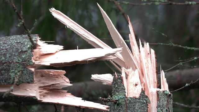 Södra skogsägarna ska göra en inventering av skogen för att få en samlad bild av skadorna efter stormen Malik. Arkivbild. Foto: Ingvar Karmhed/SvD/TT