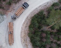 Varken skogsbruk, vattenkraft eller biobränsle riskerar att anses klimat- och miljövänliga nog enligt EU:s nya investeringsverktyg. FOTO: Fredrik Sandberg/TT.