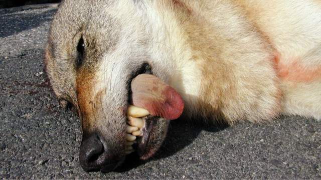 Centerpartiet är nere för räkning på sin gamla hemmaplan. Foto: Geir Otto Johansen/TT
