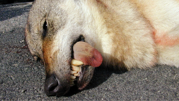 Centerpartiet är nere för räkning på sin gamla hemmaplan. Foto: Geir Otto Johansen/TT