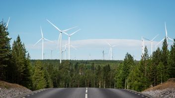 Markbygdens vindkraftspark i Piteå befinner sig i ekonomisk stiltje, men SVT:s entusiasm har inte mojnat. Foto: Helena Landstedt/TT