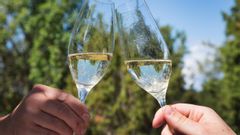 Champagnens bubblor uppstod först på 1600-talet, men vinodlingen är äldre. Foto: Martina Holmberg/TT.