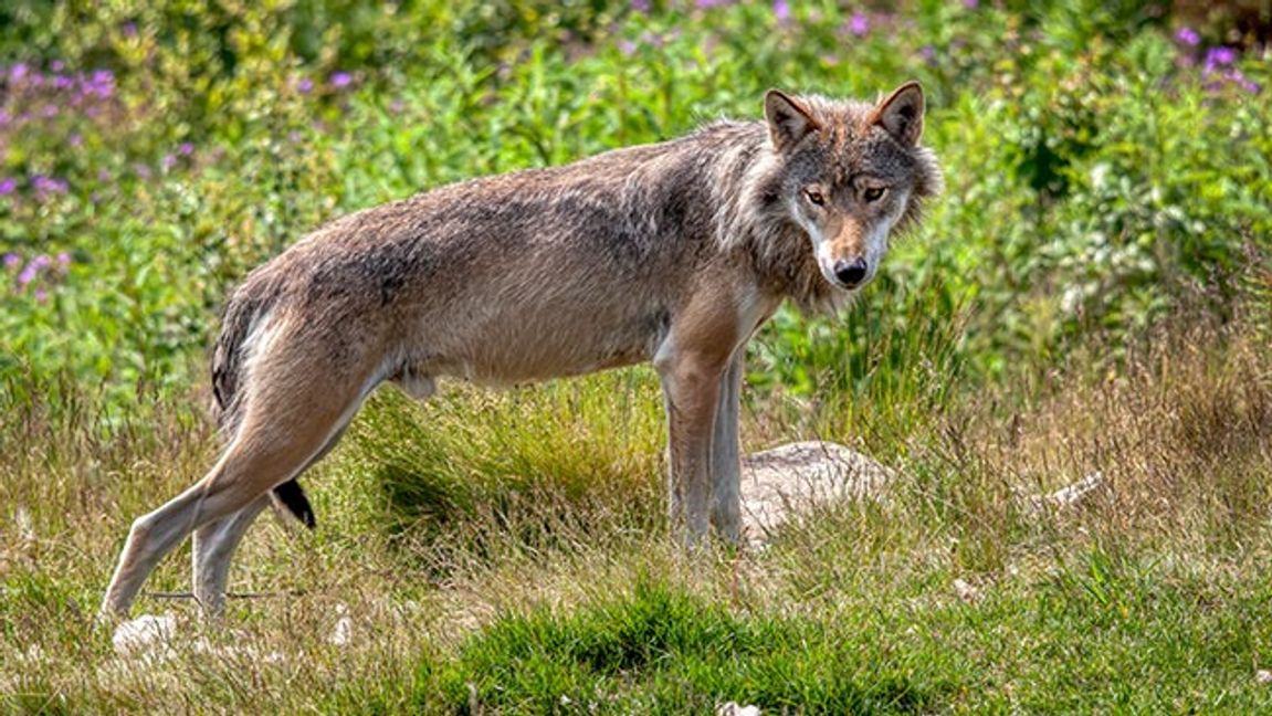 Genrebild. Bild: Jon Glittenberg/CC BY-SA 4.0,