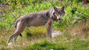 Genrebild. Bild: Jon Glittenberg/CC BY-SA 4.0,