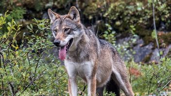 Genrebild. Bild: Paul Kleiven / NTB scanpix / TT 