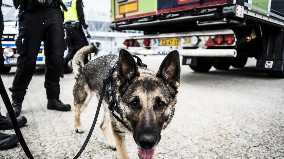 Tullen har utbildat alla hundar i att hitta vapen.
Foto: Magnus Hjalmarson Neideman/SvD/TT.