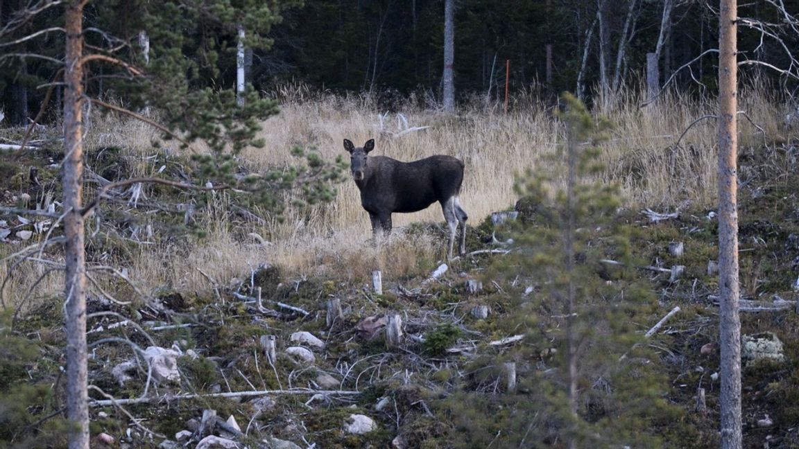 Älgstammens storlek bestäms införstå hand av jakten. Det går att öka eller minska stammens storlek kraftigt på kort tid genom att ändra jakten. Foto: Pontus Lundahl/TT 