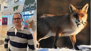 Mälarenergis fastighetschef Robin Norlén berättar att räven var närgången. Till höger: en annan räv. Foto: Anton Storm/Attila Kovacs/AP/TT