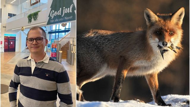 Mälarenergis fastighetschef Robin Norlén berättar att räven var närgången. Till höger: en annan räv. Foto: Anton Storm/Attila Kovacs/AP/TT