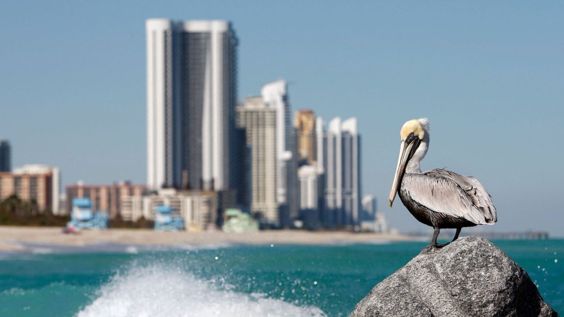Miami, Florida. En destination för turister, flyttfåglar och flyttlass. Foto: Alan Diaz/AP/TT