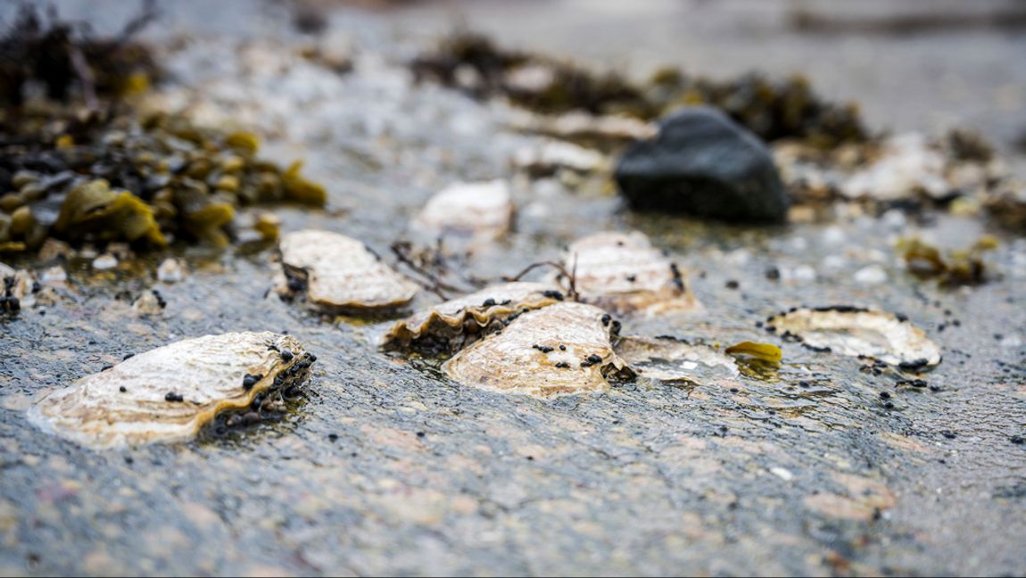 Etableringen av det japanska jätteostronet gick förvånansvärt fort, menar forskaren och professorn Mats Lindegarth. Arkivbild. Mats Schagerström/TT