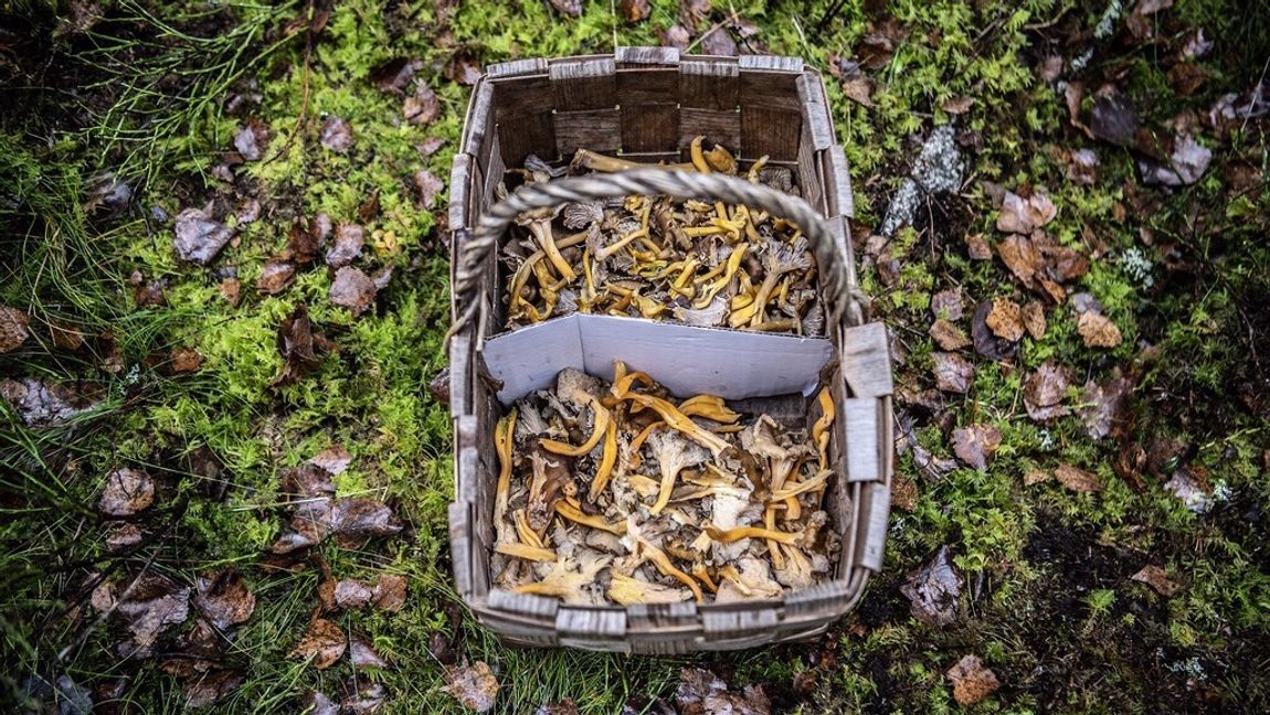 Det sägs att Magdalena Andersson är lyckligast i svampskogen. Med hennes laguppställning förstår man att hon drömmer sig bort. Foto: Andreas Bardell/TT