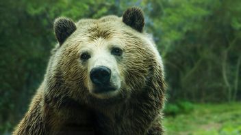 Björnattacker har ökat kraftigt i Japan de senaste åren. Foto: Jessica Weiller (CC0 1.0)