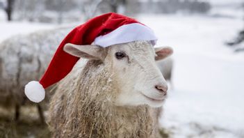 SSAB har lyckats att framstå inte bara som tomtar utan också som fårskallar. Foto: Christine Olsson/TT