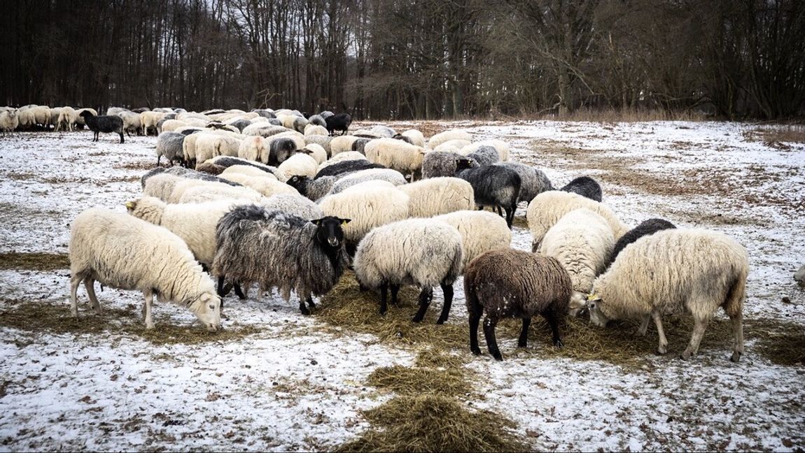 Vargar har tidigare dödat får utanför Nykvarn. När katter är försvunna varnar myndigheterna. Foto: Krister Hansson/TT