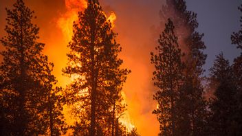 Skogsbränder kan kräva storskaliga evakueringar. Foto: Forest Service, USDA (Public domain)