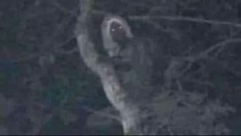 Bilden på aluxen som postades. Foto: Internet.