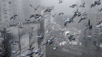 Realpolitikens fredsduvor lyfter över Donbass? Fåglar flyger över ruinerna till det som var den ukrainska staden Kostyantynivka i östra Ukraina den 28 november 2025. Foto: Oleg Petrasiuk, Ukrainas 24:e mekaniserade brigad via AP.