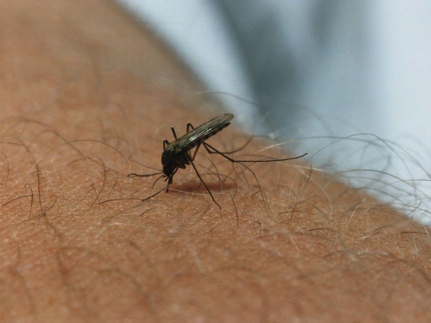 Kanske blir det färre myggor än vanligt i sommar. Arkivbild. Lennart Nygren/TT