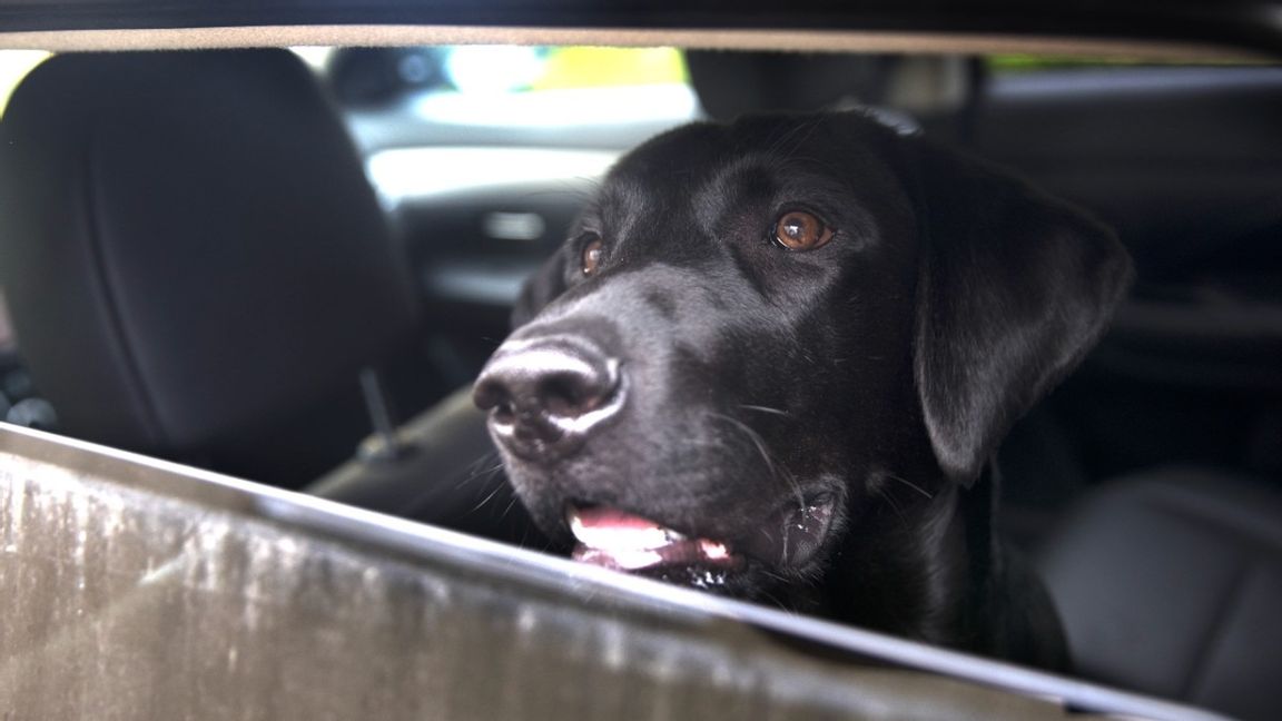 Hund i bil i sommarvärmen. Foto: 	Eeg, Jon//TT