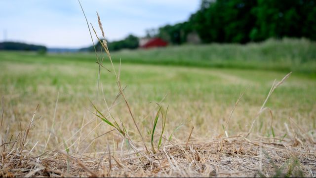 Sommarens och höstens väder har slagit hårt mot växtodlarna. Arkivbild. JESSICA GOW/TT